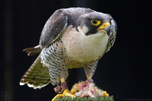 peregrinefalcon01